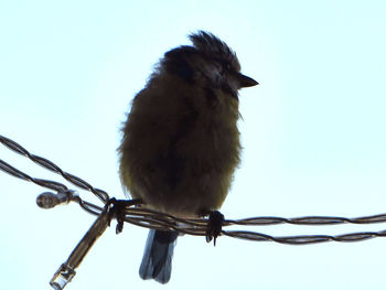 Low angle view of bird perching on cable against sky