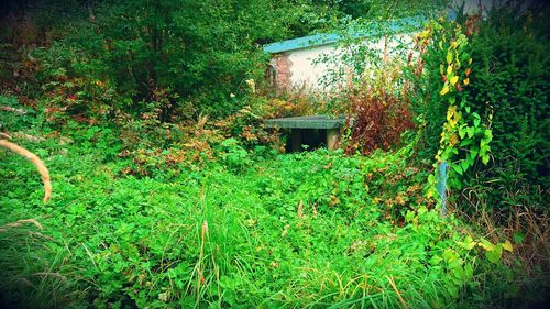 Plants growing on abandoned building