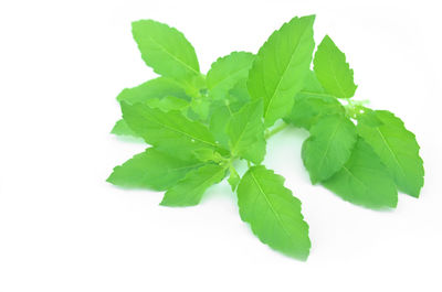 High angle view of leaves against white background