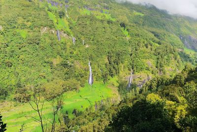 High angle view of plants growing on land