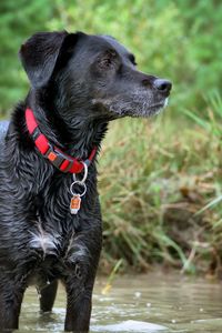 Close-up of dog in water