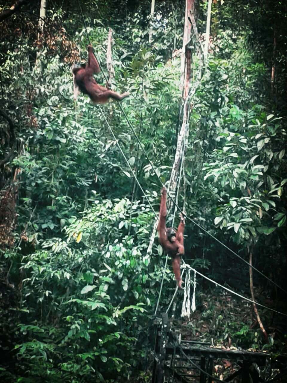 tree, forest, bird, tree trunk, animals in the wild, animal themes, full length, wildlife, nature, one animal, growth, branch, outdoors, day, jumping, plant, side view, perching