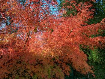 Trees in autumn