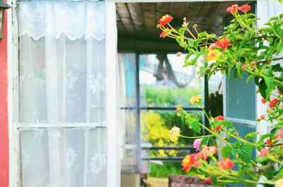 Close-up of potted plant