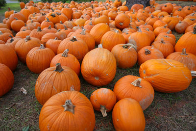 Pumpkins on field