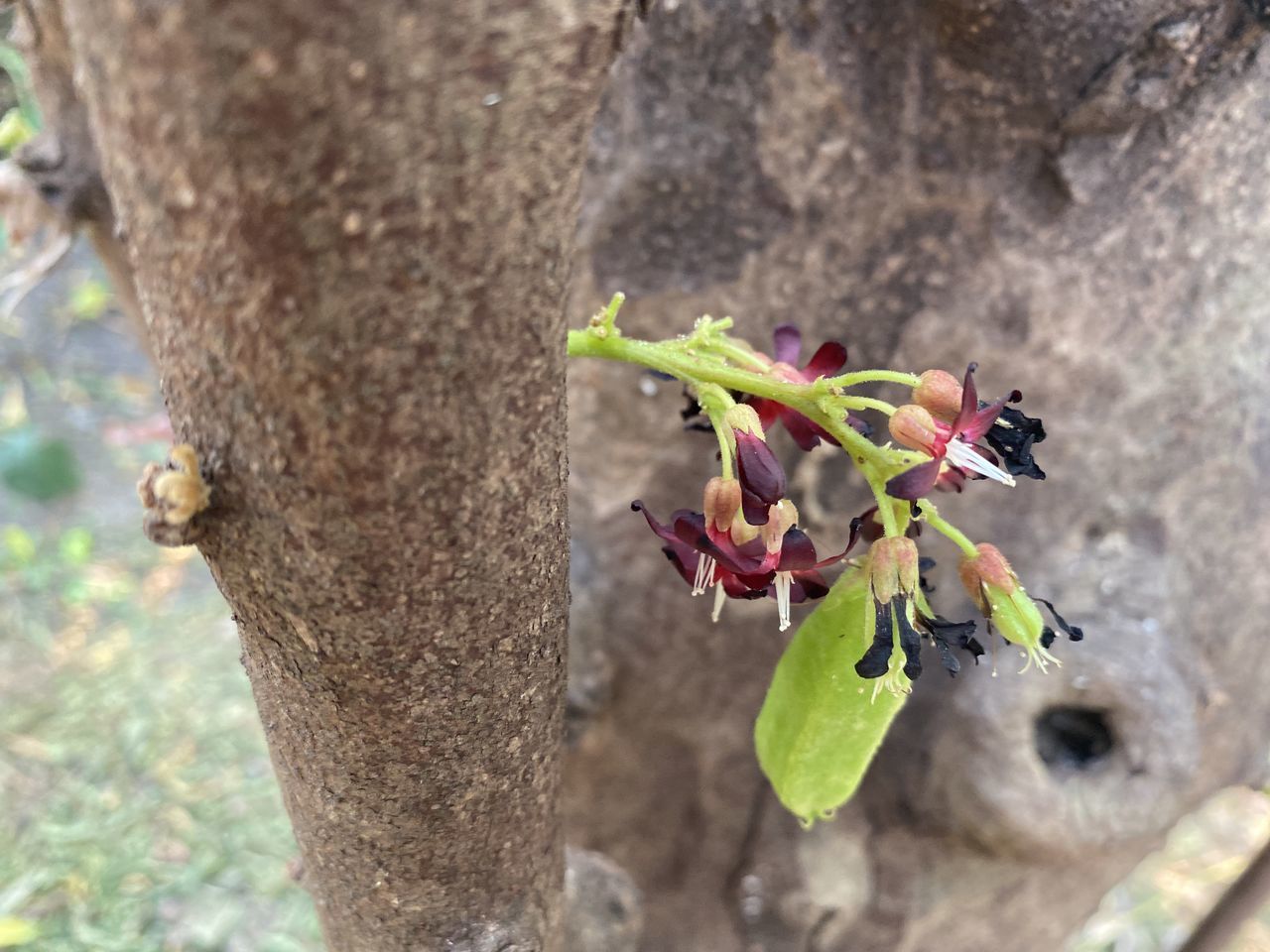 CLOSE-UP OF RED FLOWERING PLANT