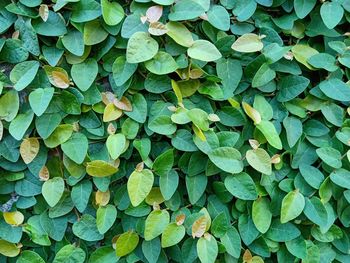 Full frame shot of leaves