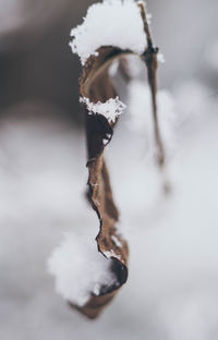 Close-up of frozen plant