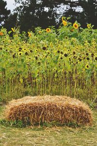 Hay bales on field against trees