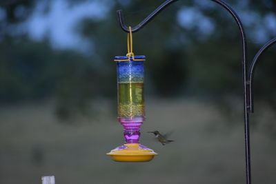 Close-up of a bird in water