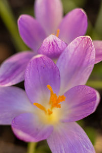 Close-up of pink crocus flower