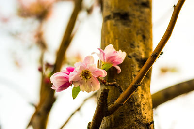 Close-up of pink cherry blossoms