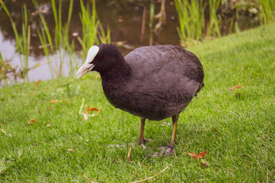 Close-up of duck on field