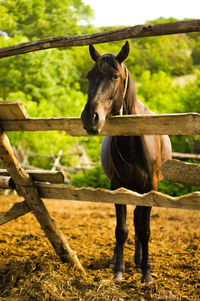 Horse standing in field