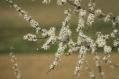 Close-up of fresh flowers blooming on tree