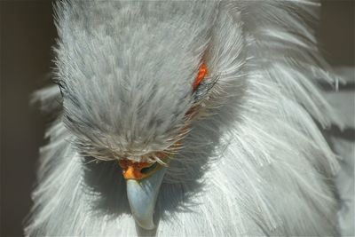 Close-up of sleeping secretary bird at tierpark berlin