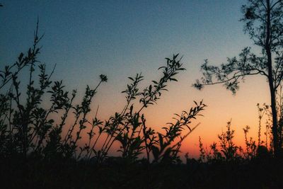 Low angle view of silhouette trees against sky at sunset