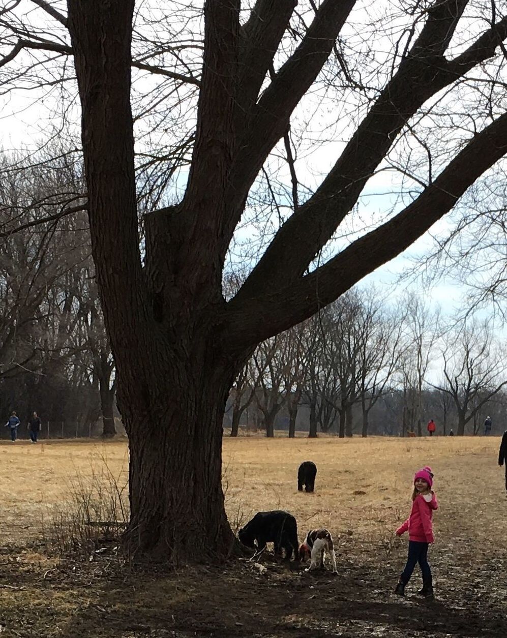 tree, tree trunk, childhood, leisure activity, full length, lifestyles, bare tree, child, park - man made space, playing, tranquility, tranquil scene, field, nature, branch, day, outdoors, large, park, solitude, vacations, scenics