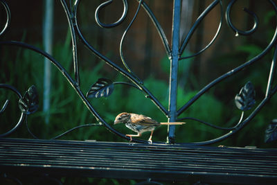 Close-up of bird perching on metal fence