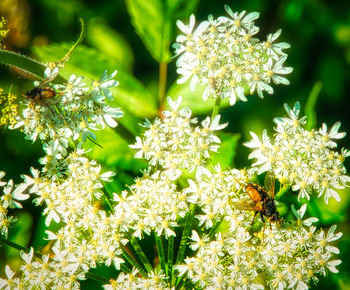 Close-up of insect on flowering plant