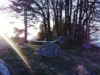 Trees in forest