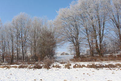 Snow covered trees against sky