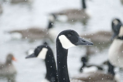 Close-up of bird in snow