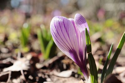 Close-up of purple crocus flower