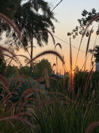 Close-up of palm trees at sunset