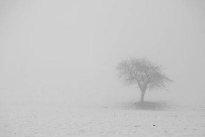 Trees on snow covered field against sky