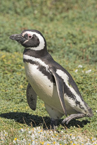Penguin walking through a meadow in the otway nature preserve in patagonian chile