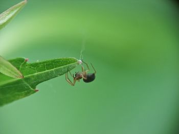 Close-up of insect on leaf