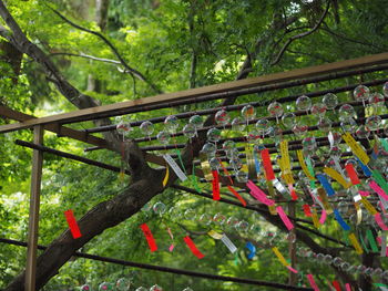 Panoramic view of trees and plants in forest