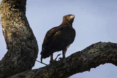 Low angle view of eagle perching on tree