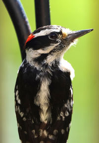 Close-up of bird