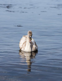 Swan swimming in lake