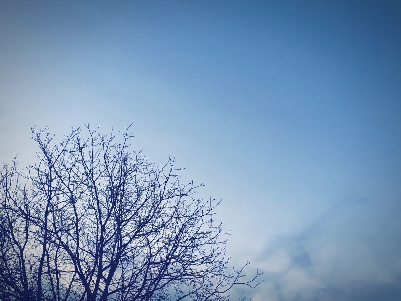 CLOSE-UP LOW ANGLE VIEW OF TREE AGAINST CLEAR SKY