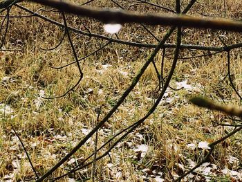 Close-up of twigs