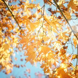 Low angle view of leaves on tree