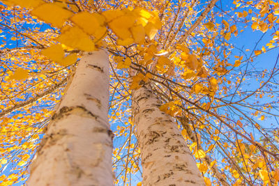 Low angle view of tree