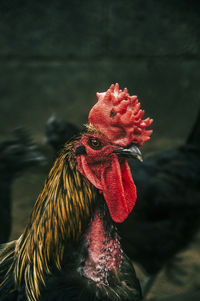 Close-up of rooster