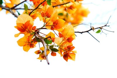 Low angle view of flowering plant against sky