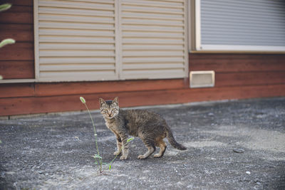 Stray cat on fukue island, goto islands, nagasaki prefecture japan