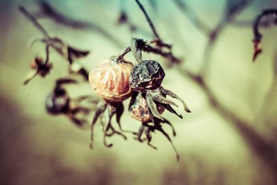 Close-up of insect on flower