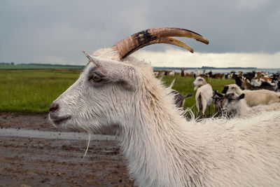 Close up goat muzzle concept photo