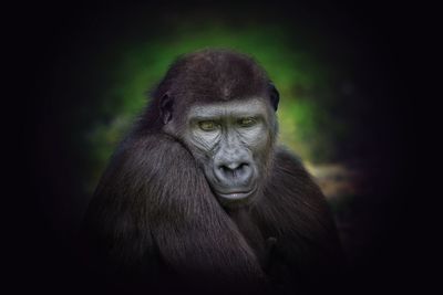 Portrait of monkey looking away against black background