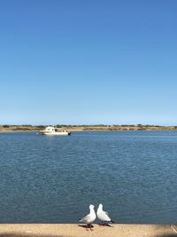 View of birds in sea against clear sky