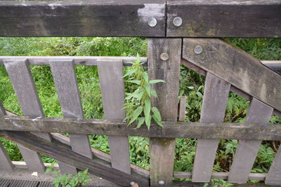 Plants growing by metal fence