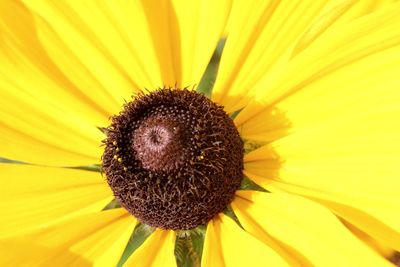 Macro shot of sunflower