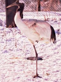 Close-up of bird perching on a field